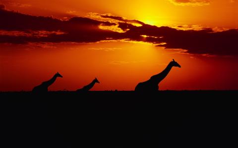 日落，长颈鹿，阴影