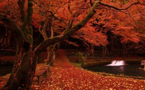 叶子，手电筒，池塘，秋天，长椅
