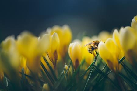 自然，春天，草，鲜花，番红花，蜜蜂