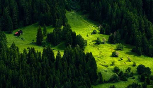 瑞士，森林，草地，云杉，性质
