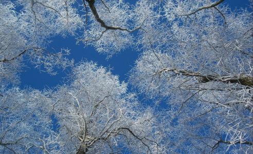 自然，树木，白雪皑皑的冠冕