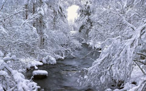 森林，河，瑞典，树，冬天，B__le，雪，达拉纳，瑞典