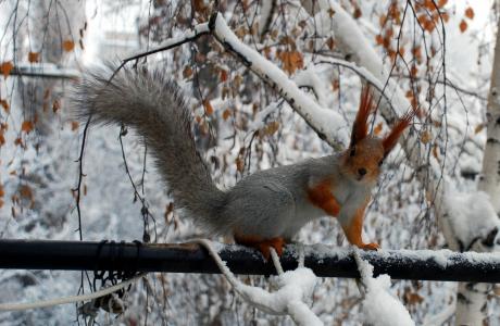 松鼠，树枝，冬天