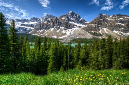加拿大，自然，国家公园，山，森林，林间空地，鲜花，蒲公英，湖，春天，雪，天空