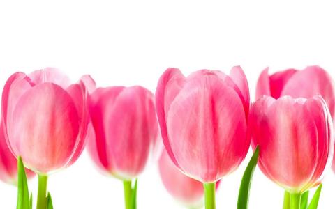 тюльпаны в ряд, розовые цветы