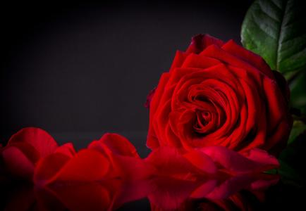 玫瑰，红色，花瓣，花