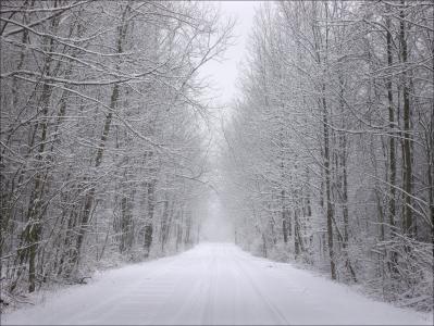 冬天的时候，树木，雪，冬天，自然，景观，道路