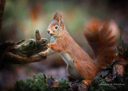 松鼠，大自然，树木，摄影师罗兰·延森