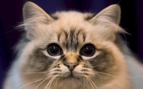 波斯小猫，柔软的头发，灰色的眼睛