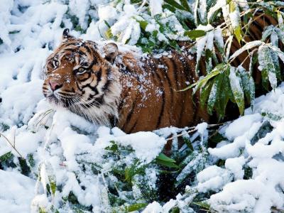 老虎，冬天，叶子，雪，猫，捕食者，美丽
