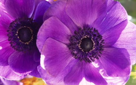 罂粟花，花，宏，紫色，二，花，花瓣