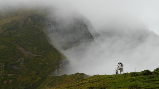 山，雾，白马