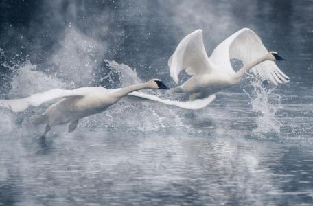天鹅，起飞，水，喷雾，夫妇，美丽