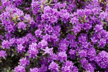 杜鹃花，许多，紫色