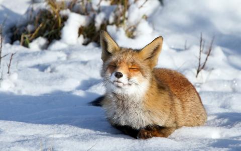 冬天，雪，狐狸