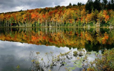 性质，秋季，森林，树，叶子，天空，湖，岸，反射，灌木丛