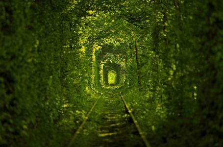 隧道的爱，乌克兰，隧道kohannya，罗文纳地区，村，Klevan，路径，性质，绿色背景，铁路，路，宏，照片，主题