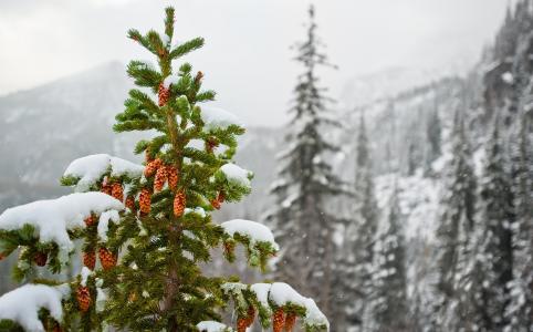冬天，性质，山，喀尔巴阡，Bukovel，美丽，雪，宏，照片