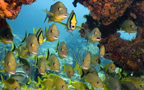 热带鱼，珊瑚，鱼，海底世界，海