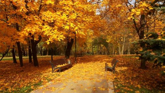 秋天的公园，金色的秋天
