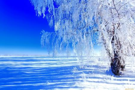 冬天，雪，白霜，桦木，天空