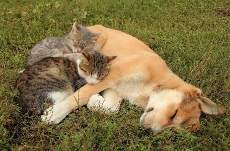 狗，猫，友谊，性质，情况，睡眠，积极