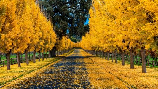性质，秋季，树，大道，路，叶子