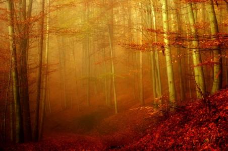 秋天，森林，树木，美女，雾，叶子