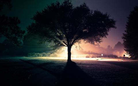 晚上，树，街，路，光