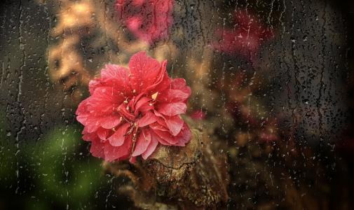 花，雨，玻璃
