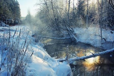 河，冬天，森林，树木，雪