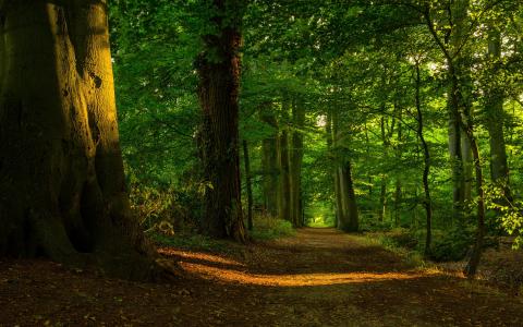 路径，光，叶子，树，太阳，森林