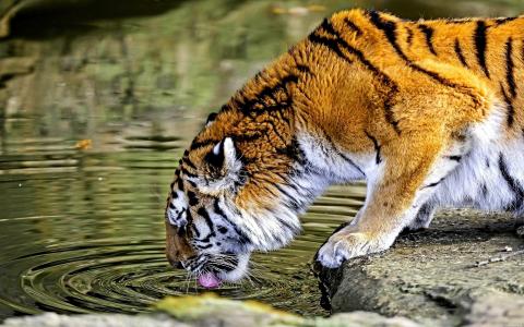 老虎，喝水，野生