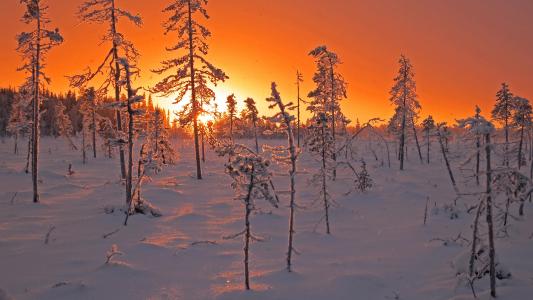 森林，树木，雪，霜，太阳，日落