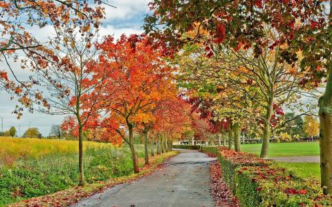 多彩，秋季，树，性质