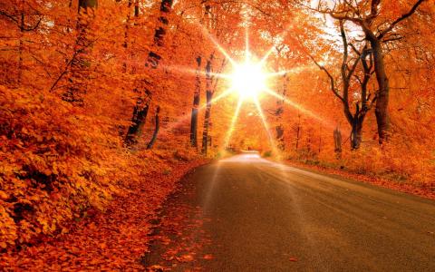 路，橙色的天堂，超级金色的秋天，阳光