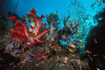 照片，水下，珊瑚，鱼，自然，海洋，美丽