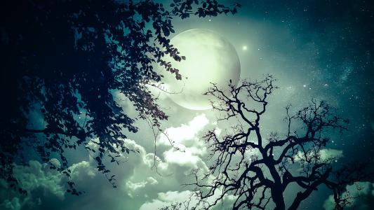 夜，photoshop，月亮，星星，云，树，分支机构