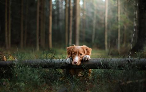 狗，森林，Novoshotlansky猎犬，悲伤，安娜Averyanova