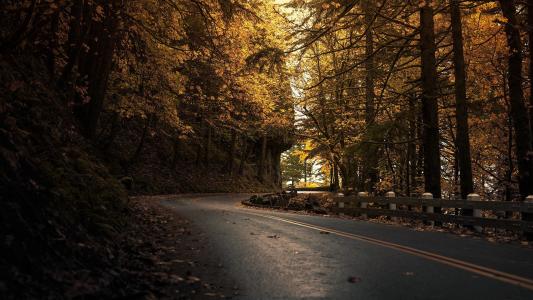 路，黑暗，秋天，树，叶子，森林