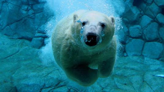 在水之下的照片，白色小熊，冰块