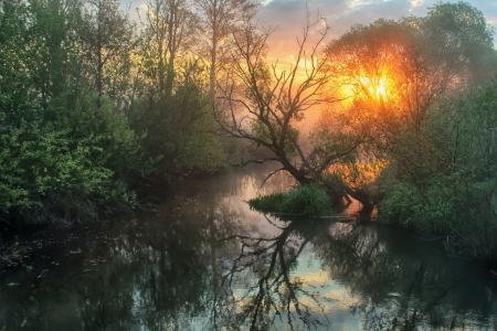 小溪，森林，太阳，雾，反射，伊戈尔·杰尼索夫