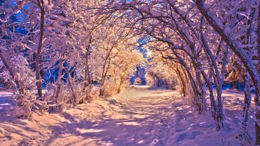 冬季，森林，雪，光，灯，晚上，树，性质