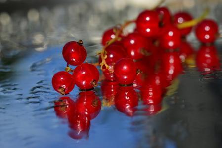 红醋栗，波米奇基，浆果，树枝，水