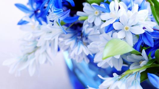 花束，招标，蓝色，颜色，鲜花，蓝色，叶子