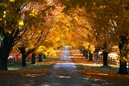 季节，秋季，性质，公园，树木