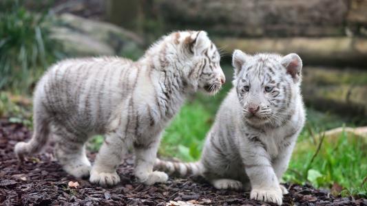 老虎，白色，幼崽，野生