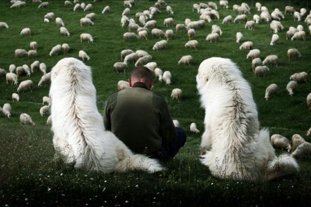 羊群，牧羊人，狗