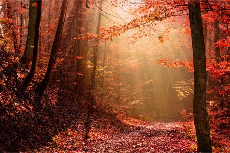 秋天，性质，光，森林