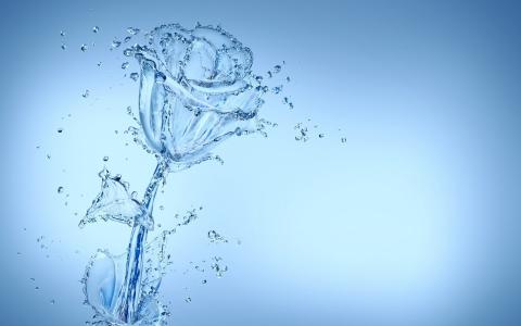 花，水，玫瑰，蓝色，美丽